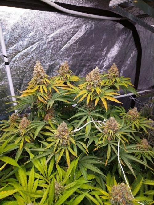 Ukhta. Fruit Gum. Week 21