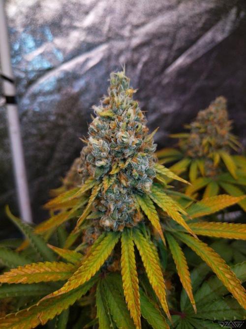 Ukhta. Fruit Gum. Week 21