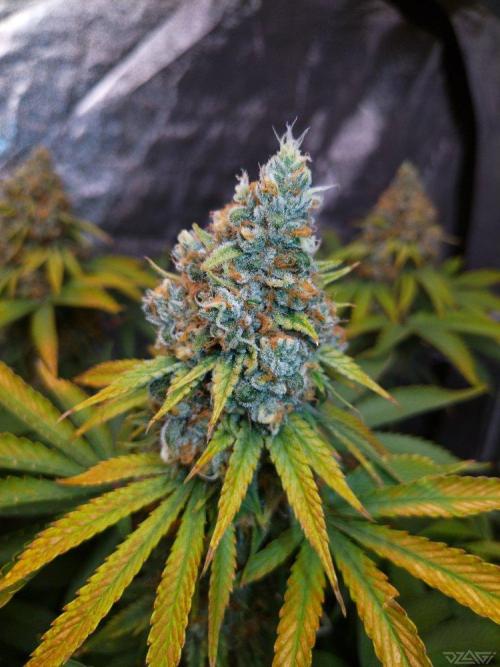 Ukhta. Fruit Gum. Week 21