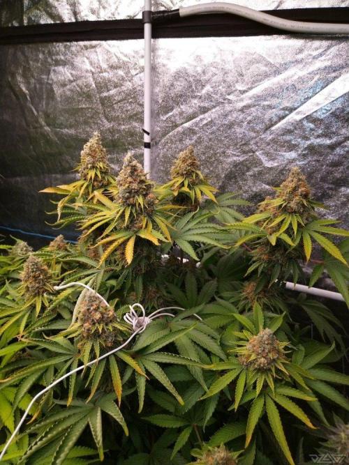 Ukhta. Fruit Gum. Week 21