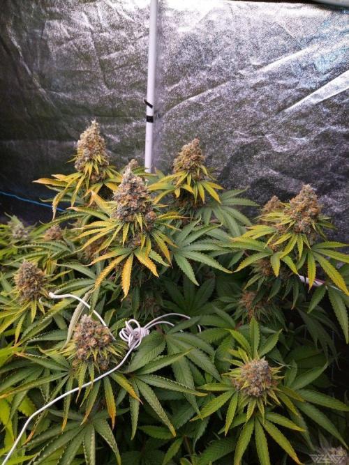 Ukhta. Fruit Gum. Week 21