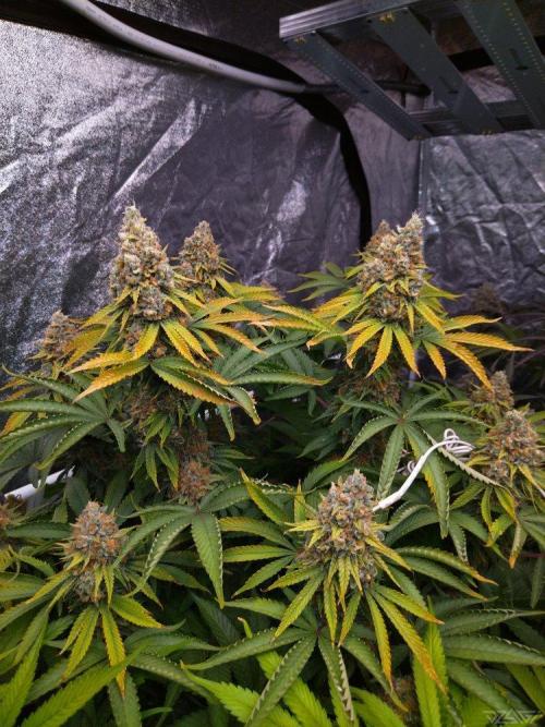 Ukhta. Fruit Gum. Week 21