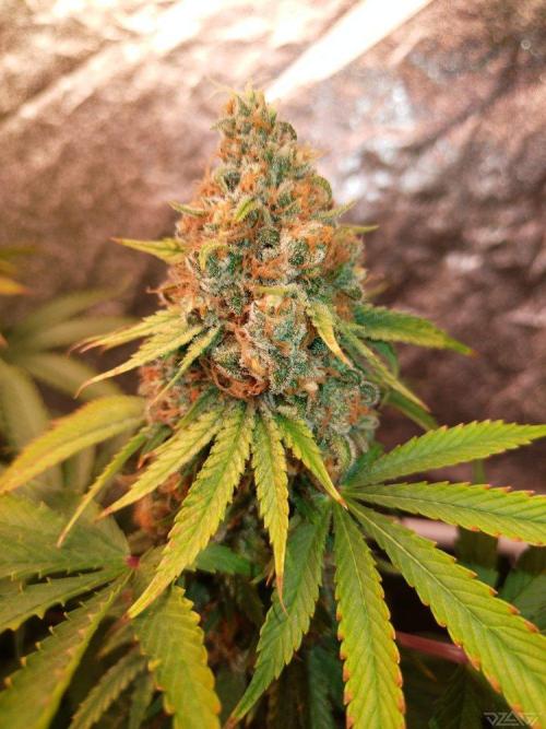 Ukhta. Fruit Gum. Week 21