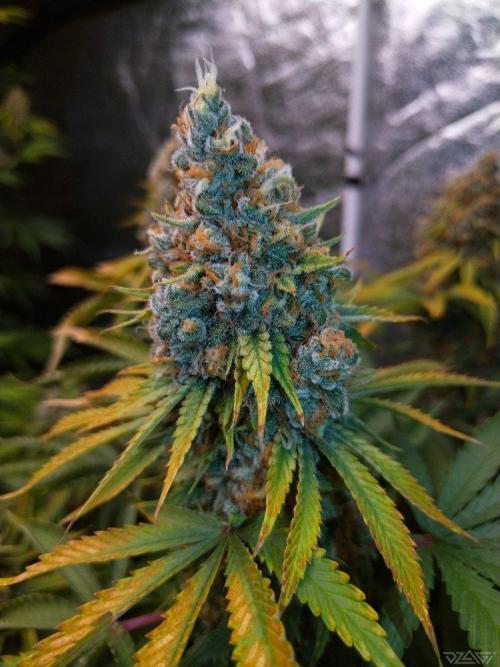 Ukhta. Fruit Gum. Week 21