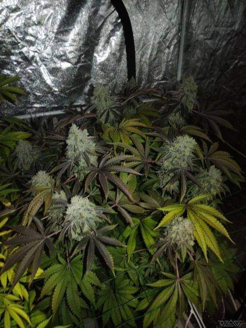 Ukhta. Fruit Gum. Week 22