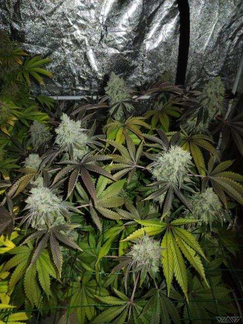 Ukhta. Fruit Gum. Week 22