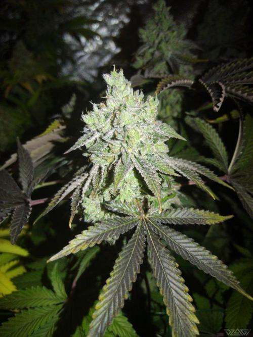 Ukhta. Fruit Gum. Week 22