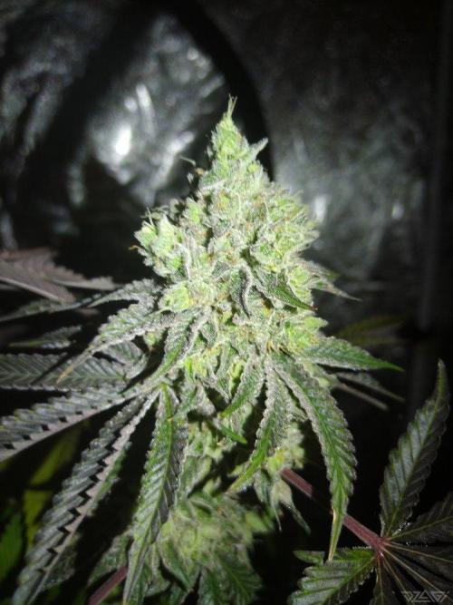 Ukhta. Fruit Gum. Week 22