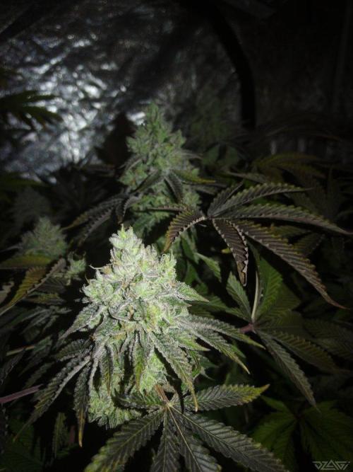 Ukhta. Fruit Gum. Week 22