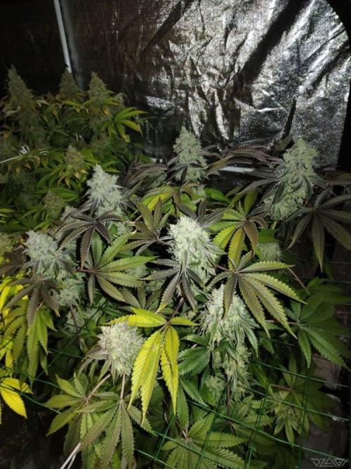 Ukhta. Fruit Gum. Week 22