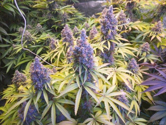 Ukhta. Fruit Gum. Week 22