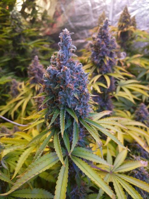 Ukhta. Fruit Gum. Week 22