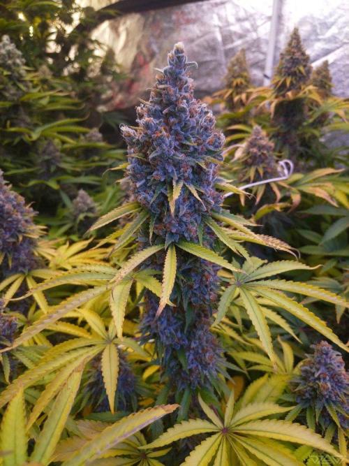 Ukhta. Fruit Gum. Week 22