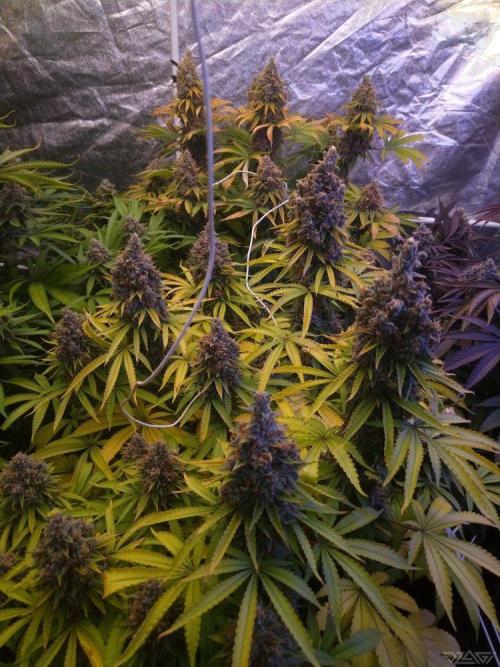 Ukhta. Fruit Gum. Week 22