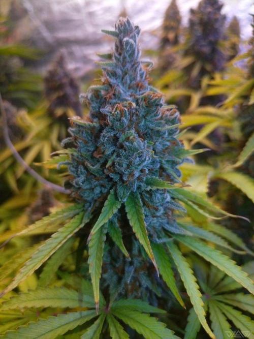 Ukhta. Fruit Gum. Week 22