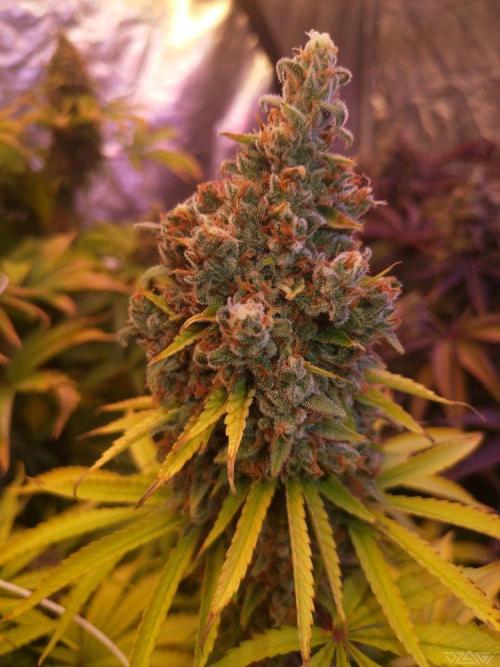 Ukhta. Fruit Gum. Week 22