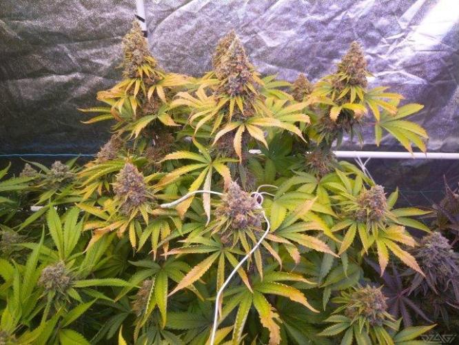 Ukhta. Fruit Gum. Week 22