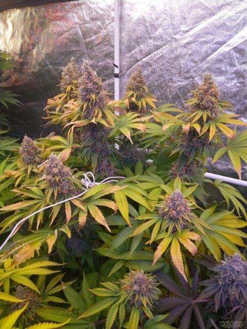 Ukhta. Fruit Gum. Week 22