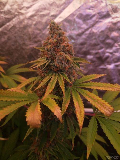 Ukhta. Fruit Gum. Week 22