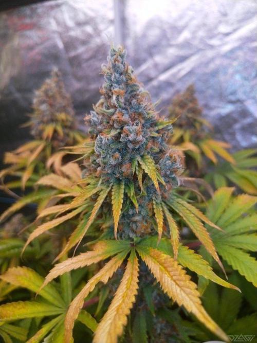 Ukhta. Fruit Gum. Week 22