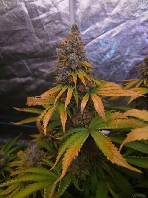 Ukhta. Fruit Gum. Week 22