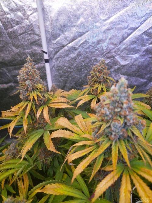 Ukhta. Fruit Gum. Week 22