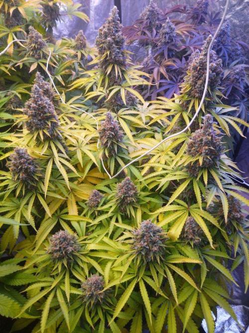 Ukhta. Fruit Gum. Week 22