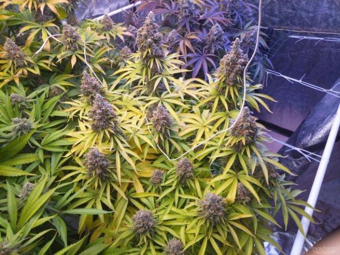 Ukhta. Fruit Gum. Week 22