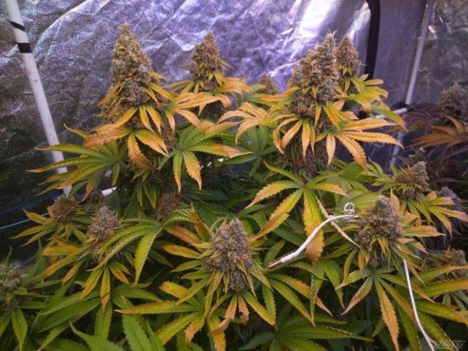 Ukhta. Fruit Gum. Week 22