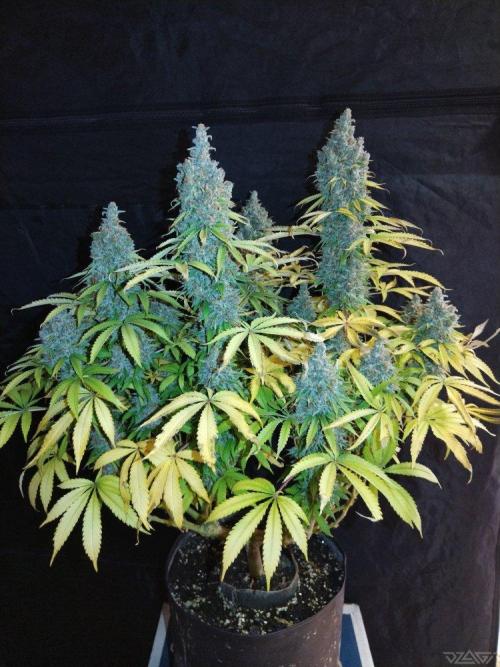 Ukhta. Fruit Gum. Week 23