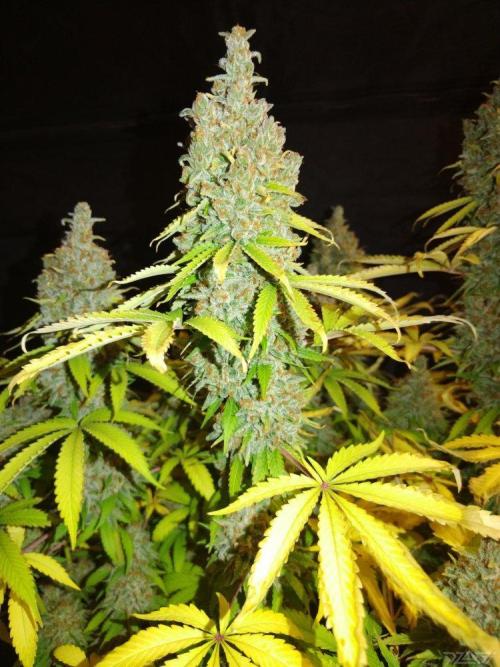 Ukhta. Fruit Gum. Week 23