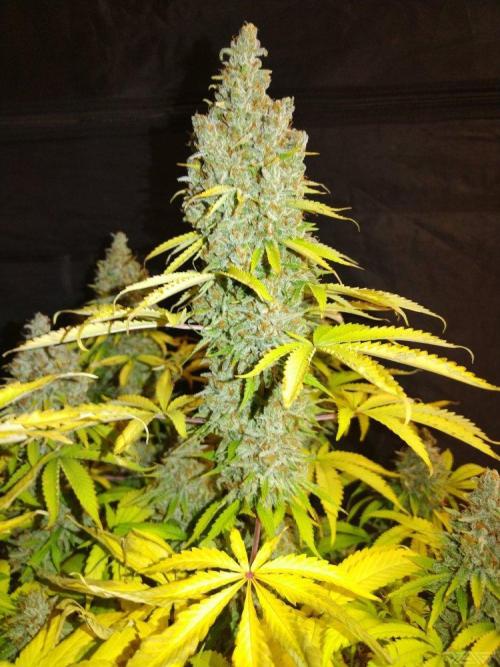 Ukhta. Fruit Gum. Week 23