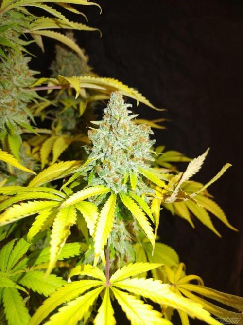 Ukhta. Fruit Gum. Week 23