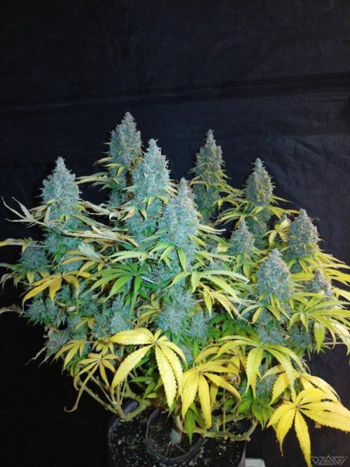 Ukhta. Fruit Gum. Week 23