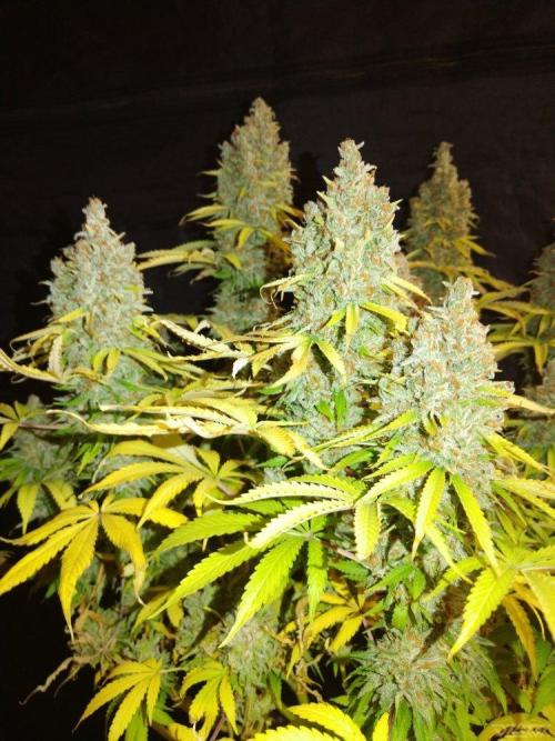 Ukhta. Fruit Gum. Week 23