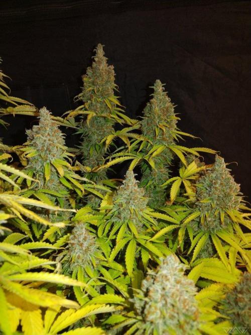 Ukhta. Fruit Gum. Week 23