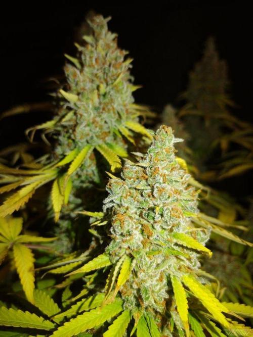 Ukhta. Fruit Gum. Week 23