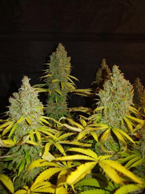 Ukhta. Fruit Gum. Week 23