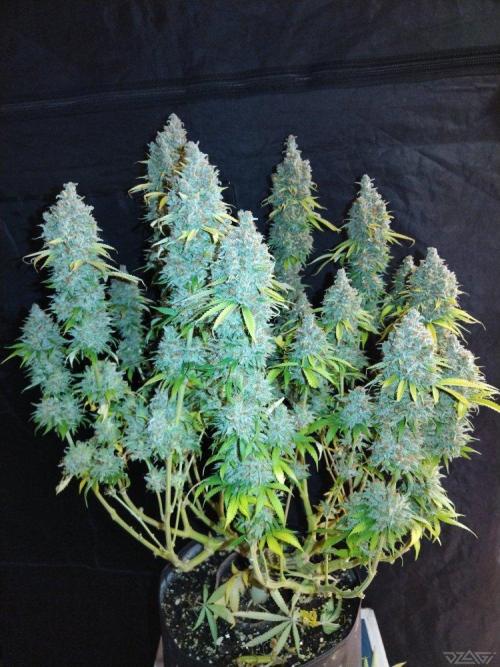 Ukhta. Fruit Gum. Week 23