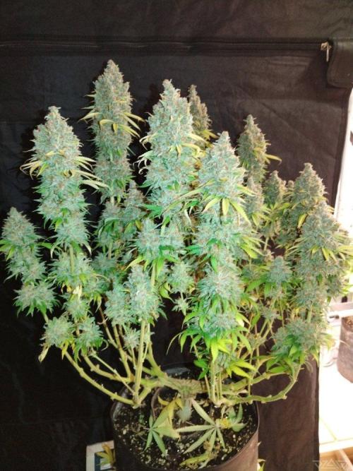 Ukhta. Fruit Gum. Week 23