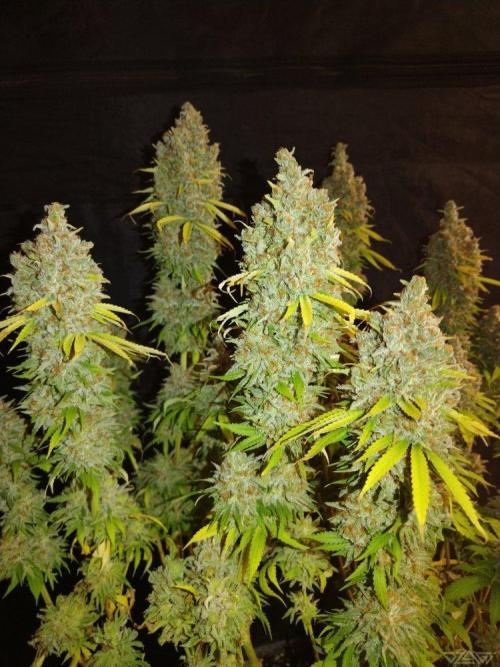 Ukhta. Fruit Gum. Week 23