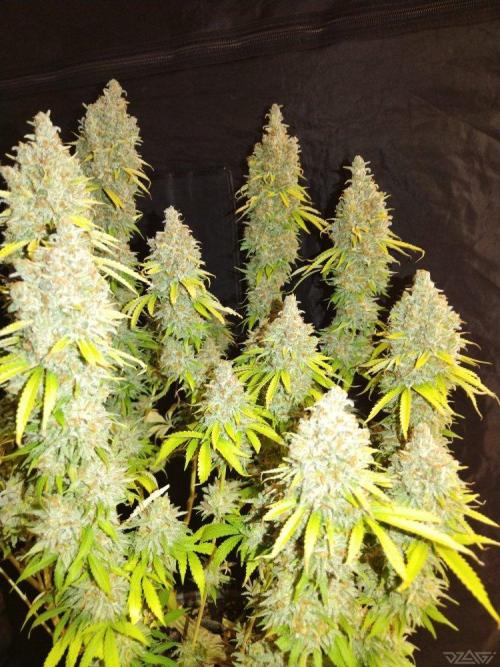 Ukhta. Fruit Gum. Week 23