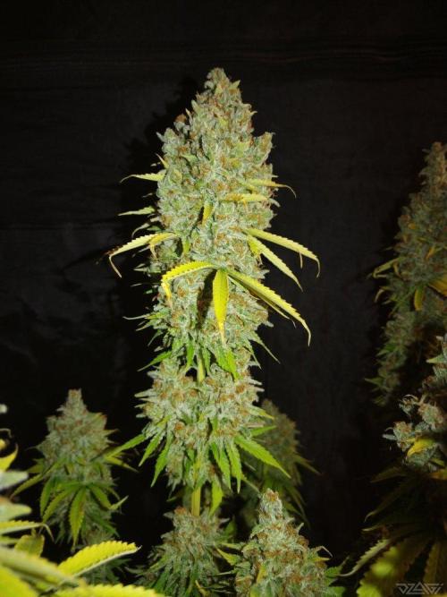 Ukhta. Fruit Gum. Week 23