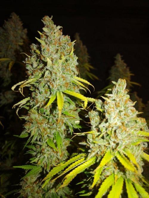 Ukhta. Fruit Gum. Week 23