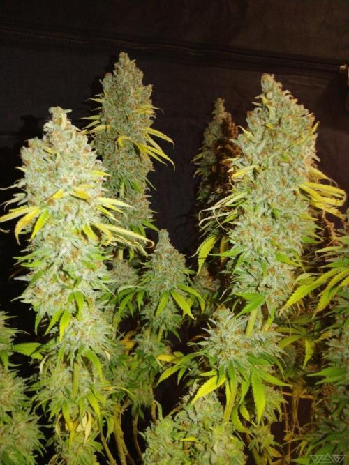 Ukhta. Fruit Gum. Week 23