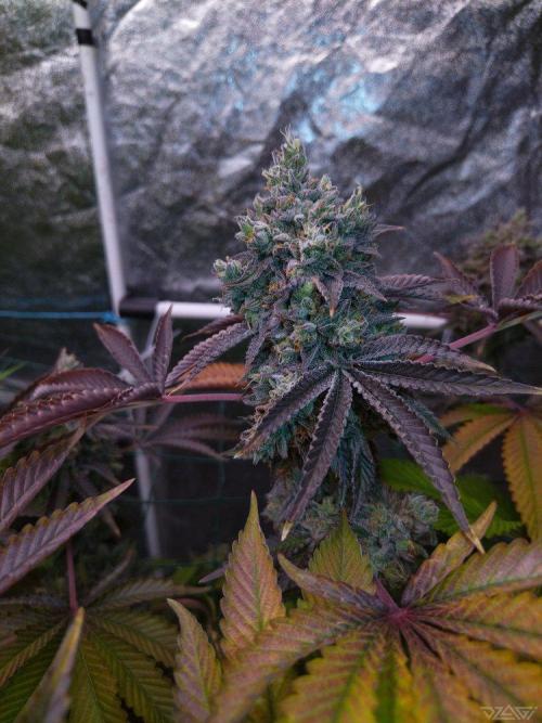 Ukhta. Fruit Gum. Week 23