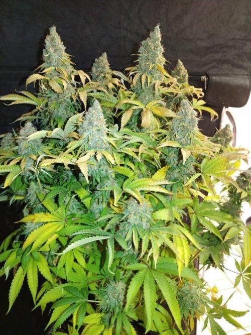 Ukhta. Fruit Gum. Week 23