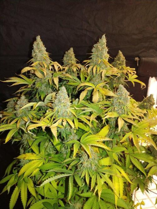 Ukhta. Fruit Gum. Week 23