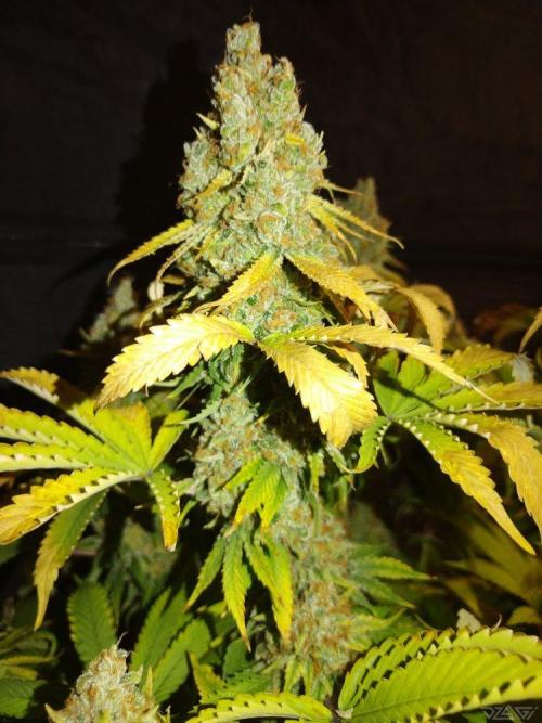 Ukhta. Fruit Gum. Week 23