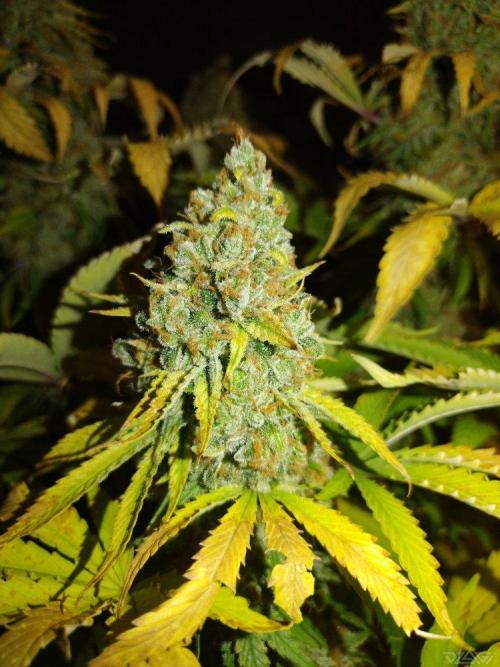 Ukhta. Fruit Gum. Week 23